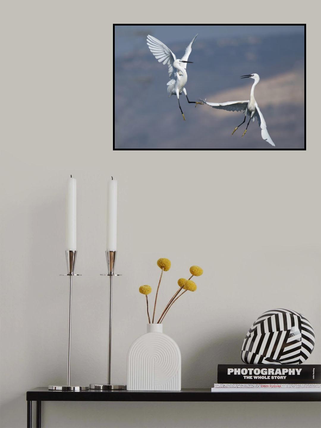 Ardea alba Poster och Canvastavla