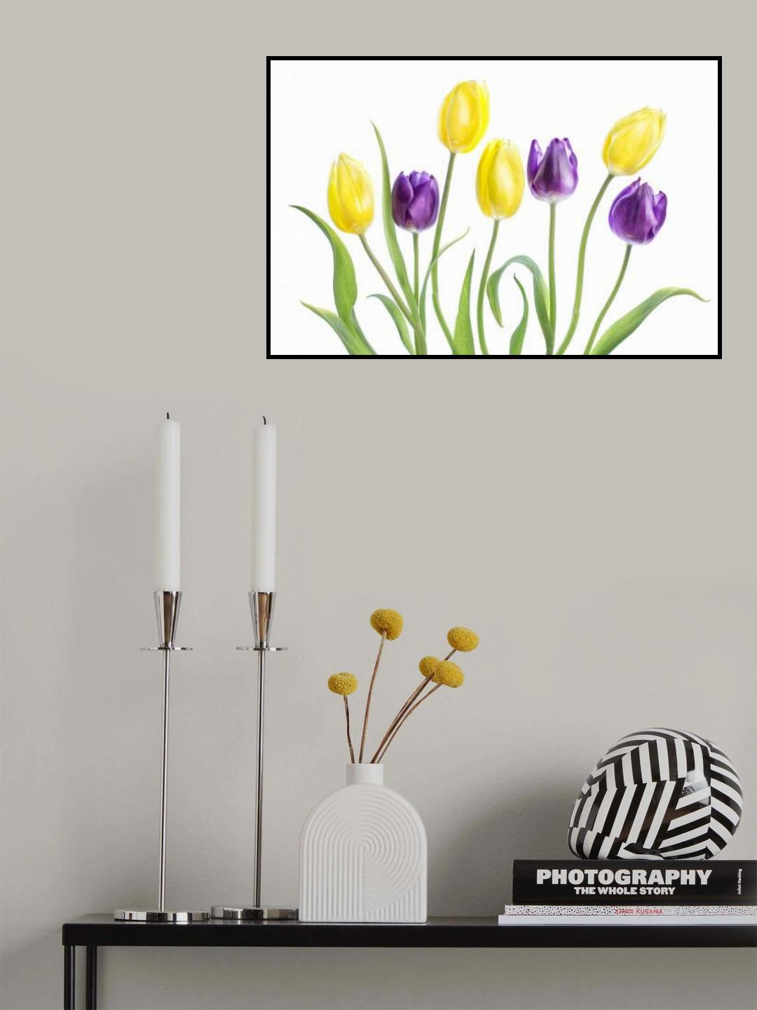 Tulip Poster och Canvastavla