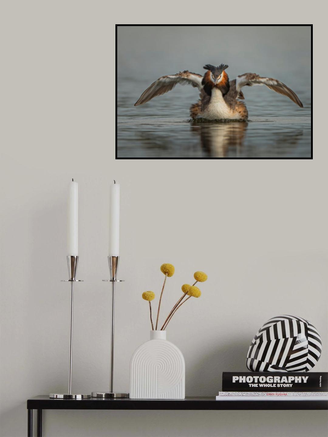 Great Crested Grebe Poster och Canvastavla