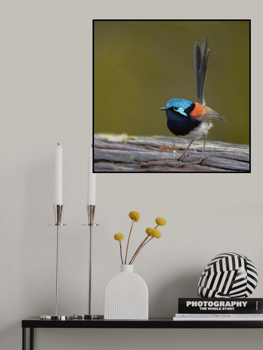 Red-winged Fairy Wren Poster och Canvastavla