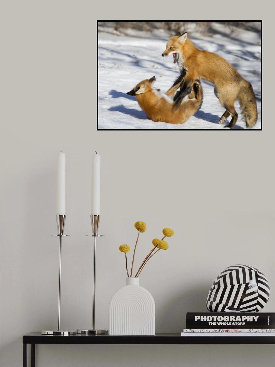 Winter Foxes Poster och Canvastavla