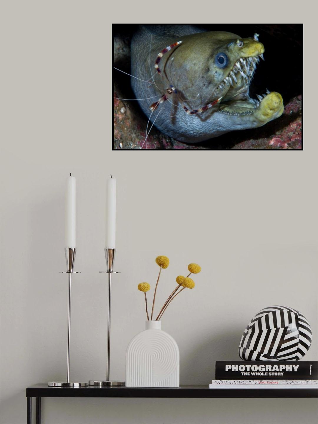 Viper moray and boxer shrimp Poster och Canvastavla