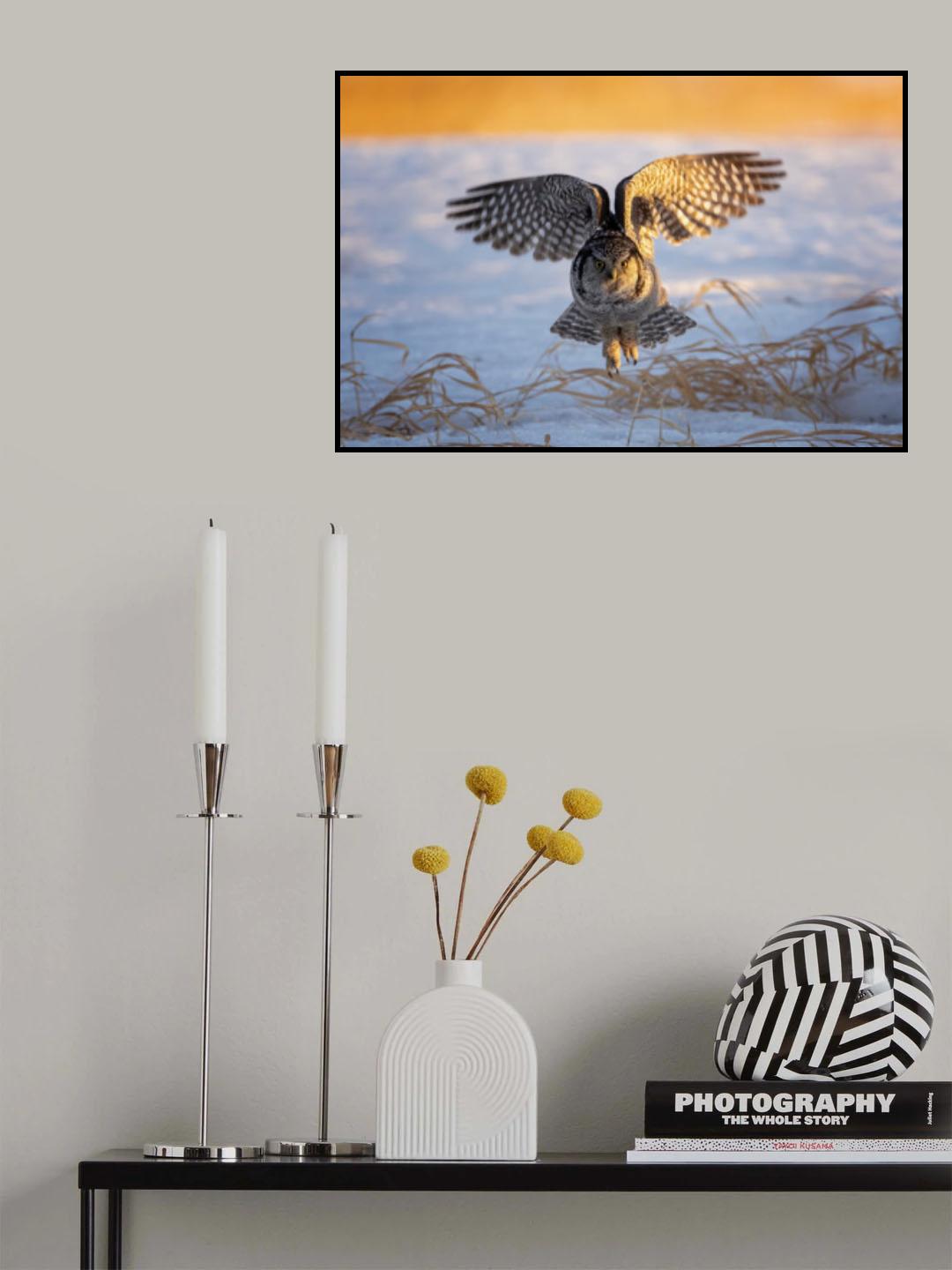 Northern Hawk Owl Poster och Canvastavla