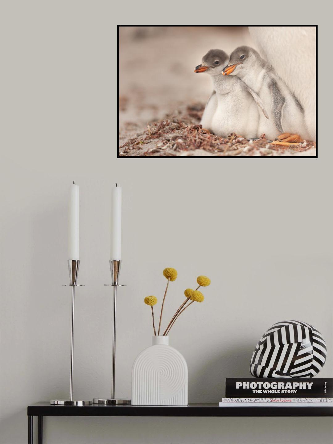Gentoo young Poster och Canvastavla