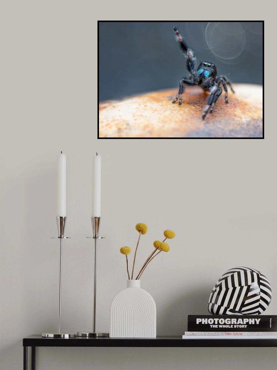Jumping Spider Poster och Canvastavla