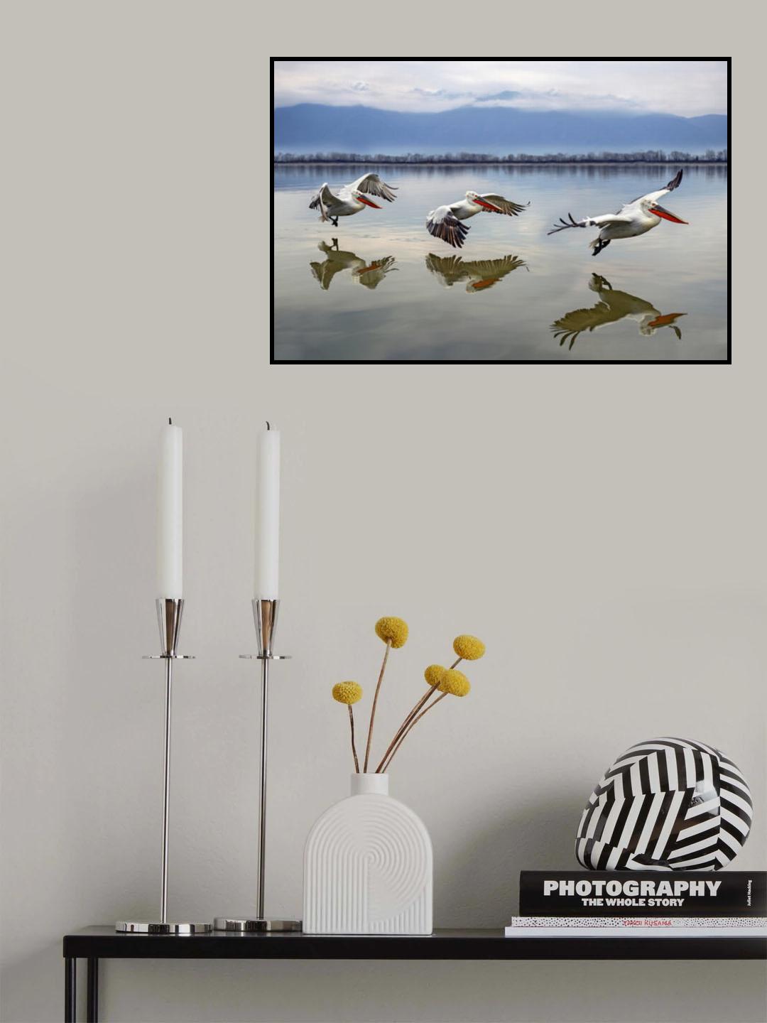 Flying Dalmatian pelicans Poster och Canvastavla