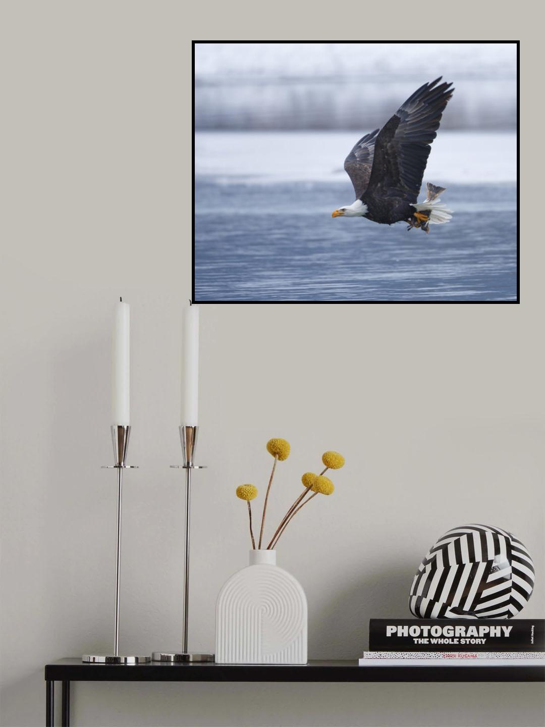 Bald Eagle Poster och Canvastavla