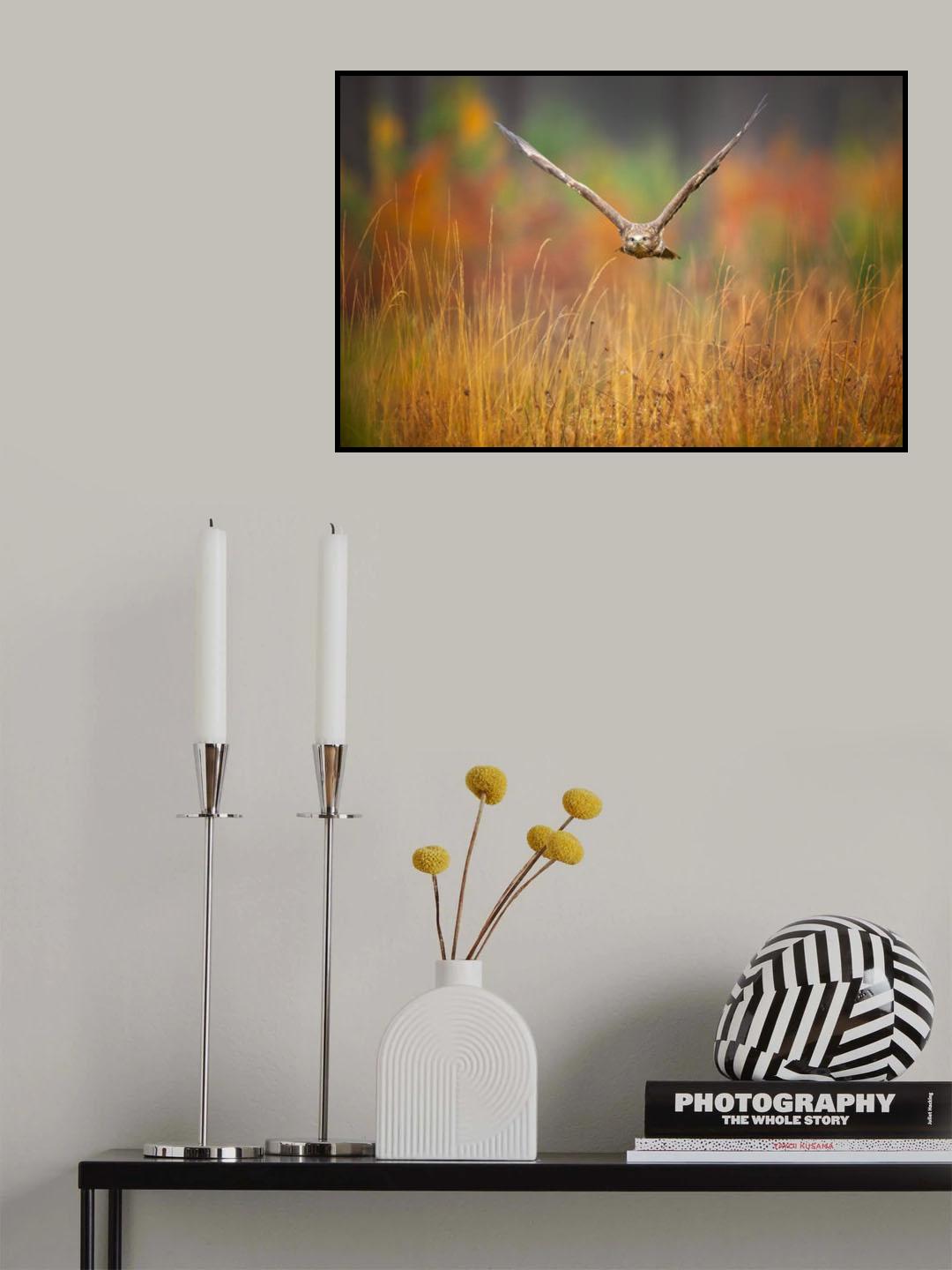 Common buzzard Poster och Canvastavla