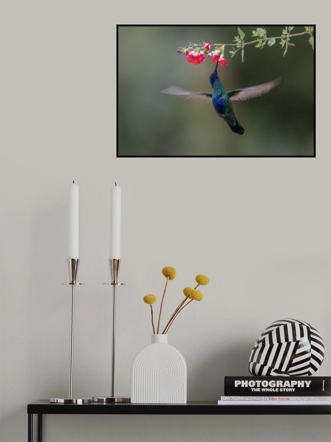 Sparkling Violetear Hummingbird Poster och Canvastavla