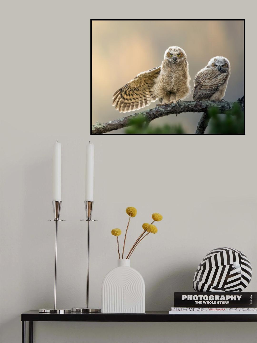 little owl at dusk Poster och Canvastavla