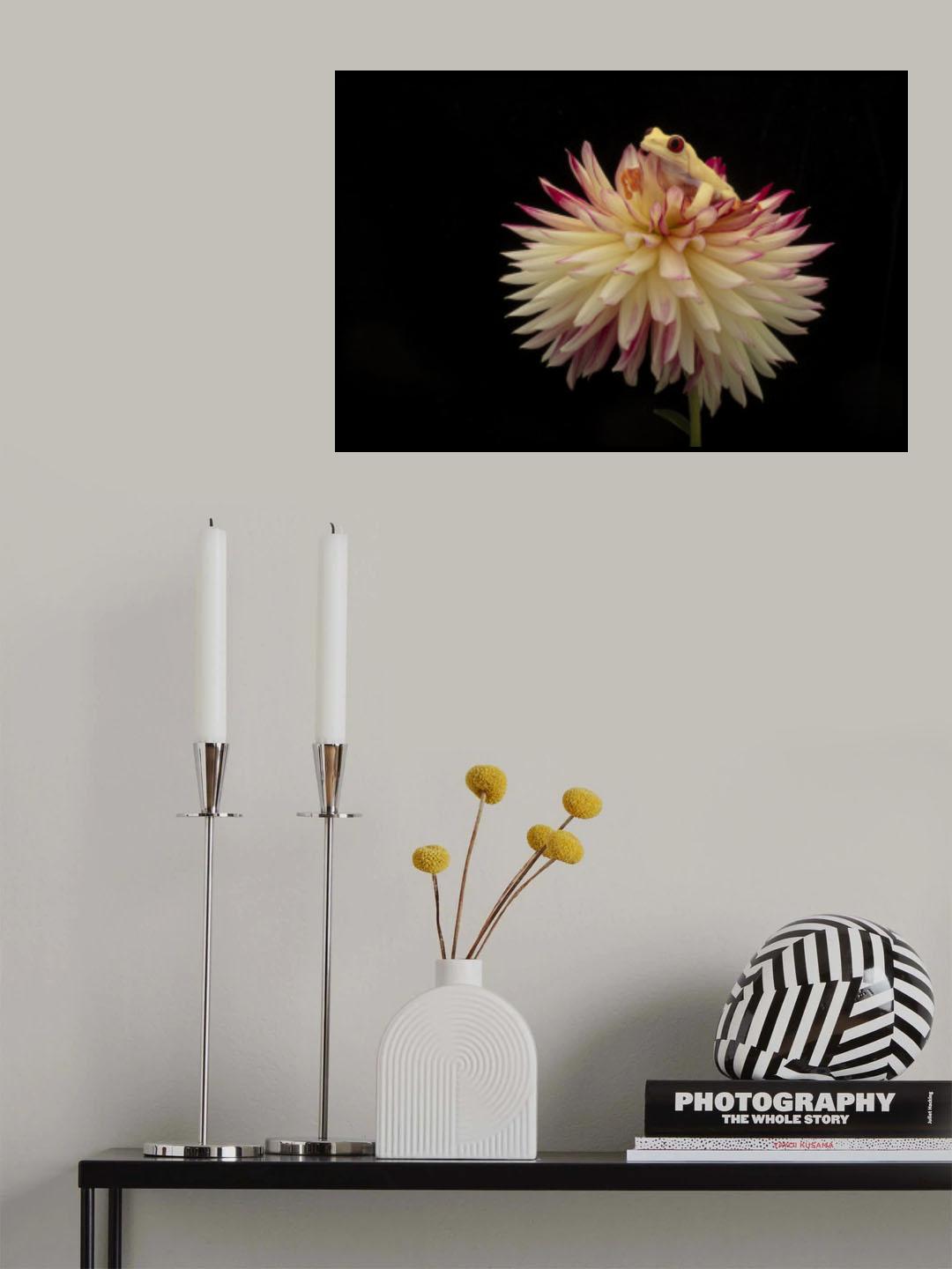 Yellows and Reds with Albino Red Eye Tree Frog Poster och Canvastavla