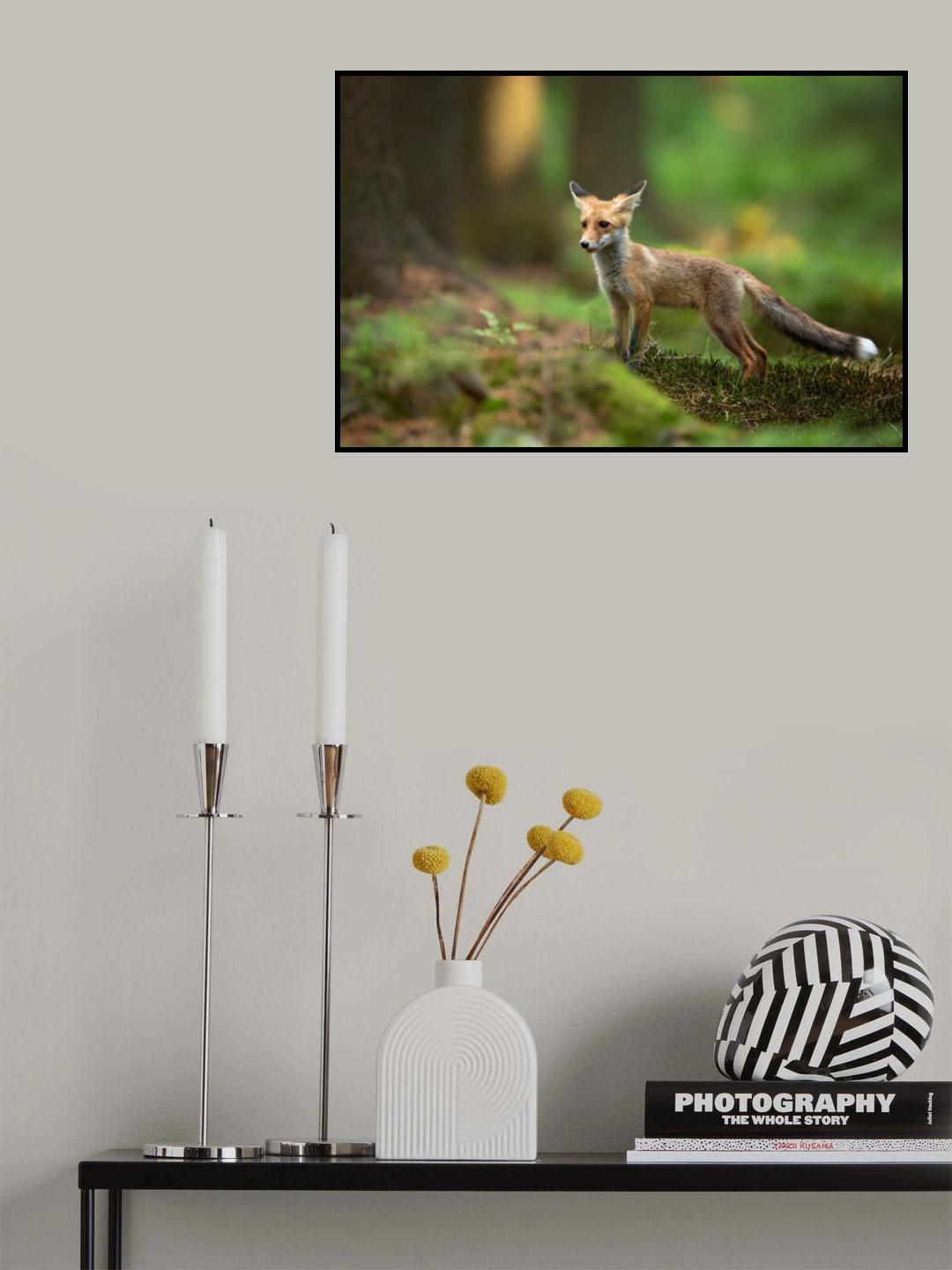 Red Fox Poster och Canvastavla