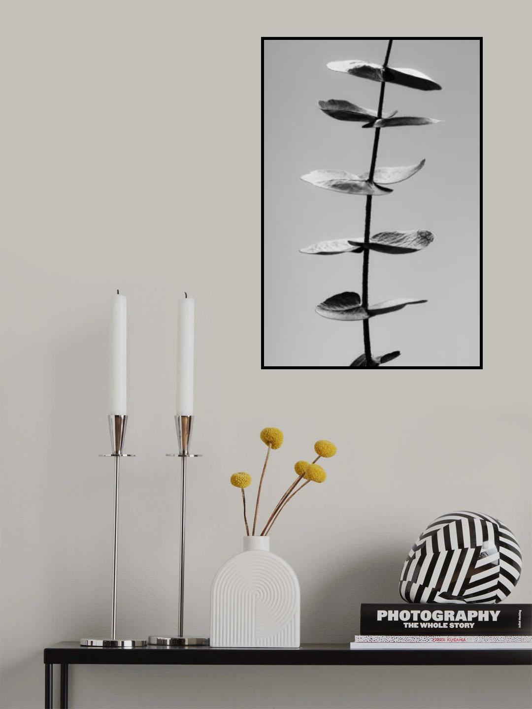 Eucalyptus Black & White Poster och Canvastavla