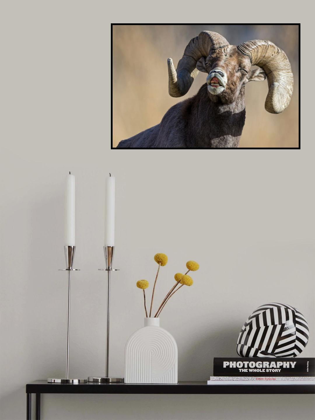 Big Sniffer Poster och Canvastavla