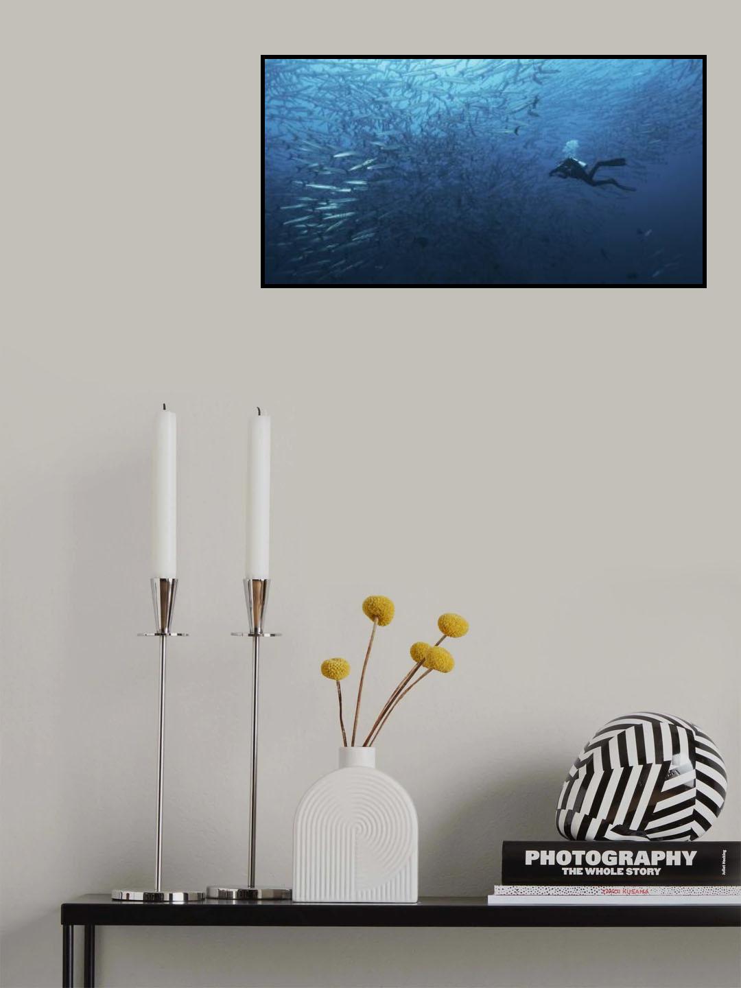 In a fishschool of barracudas. Poster och Canvastavla