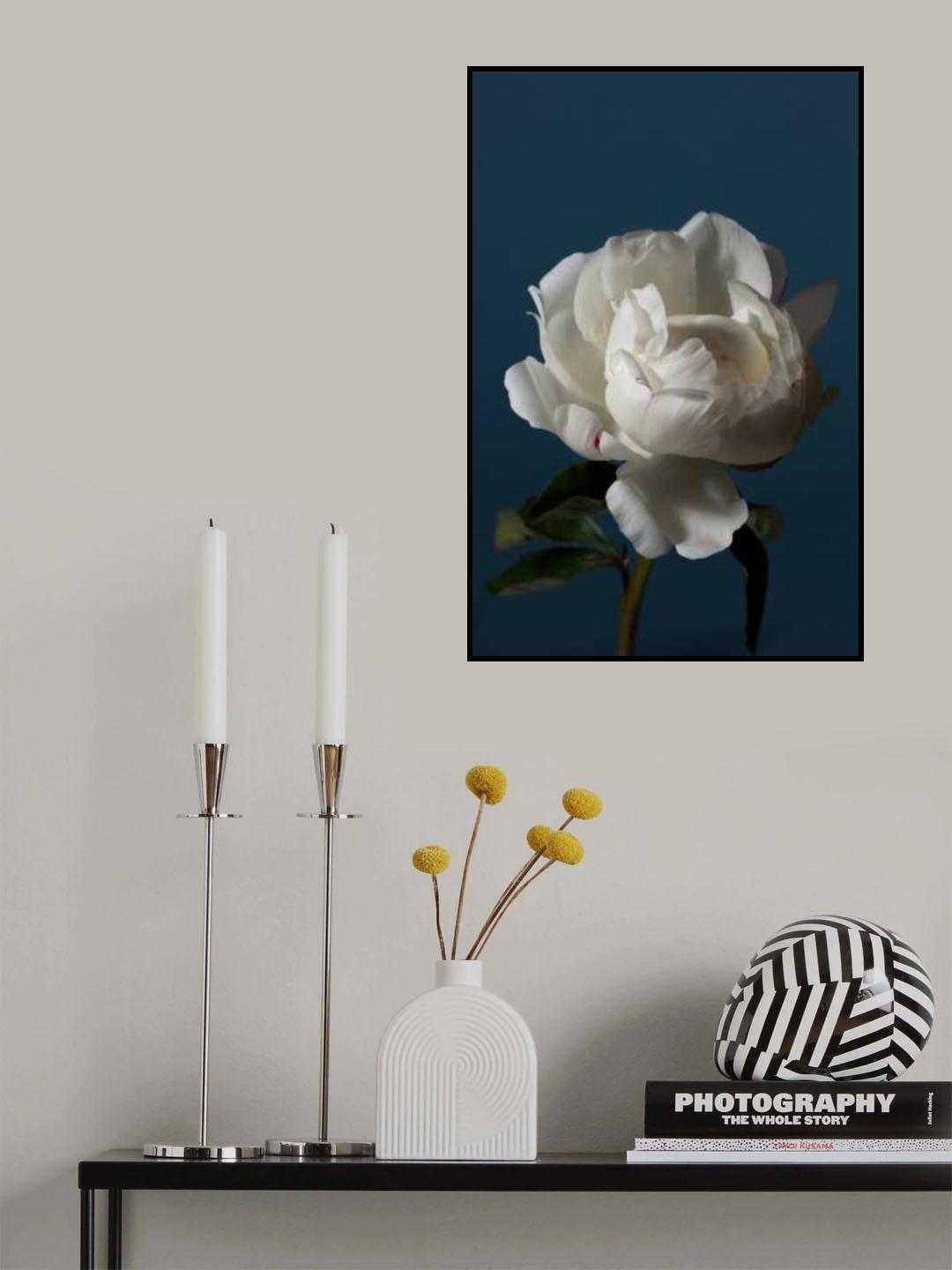 Peony_4 Poster och Canvastavla