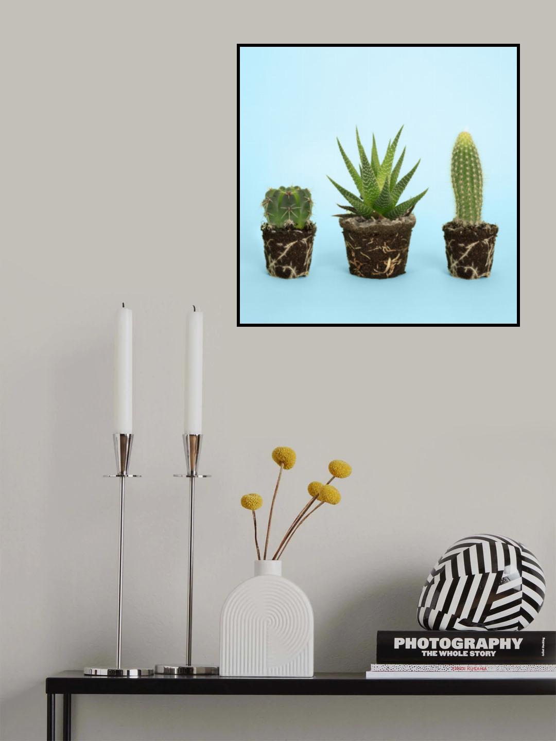 Cactus.1 Poster och Canvastavla