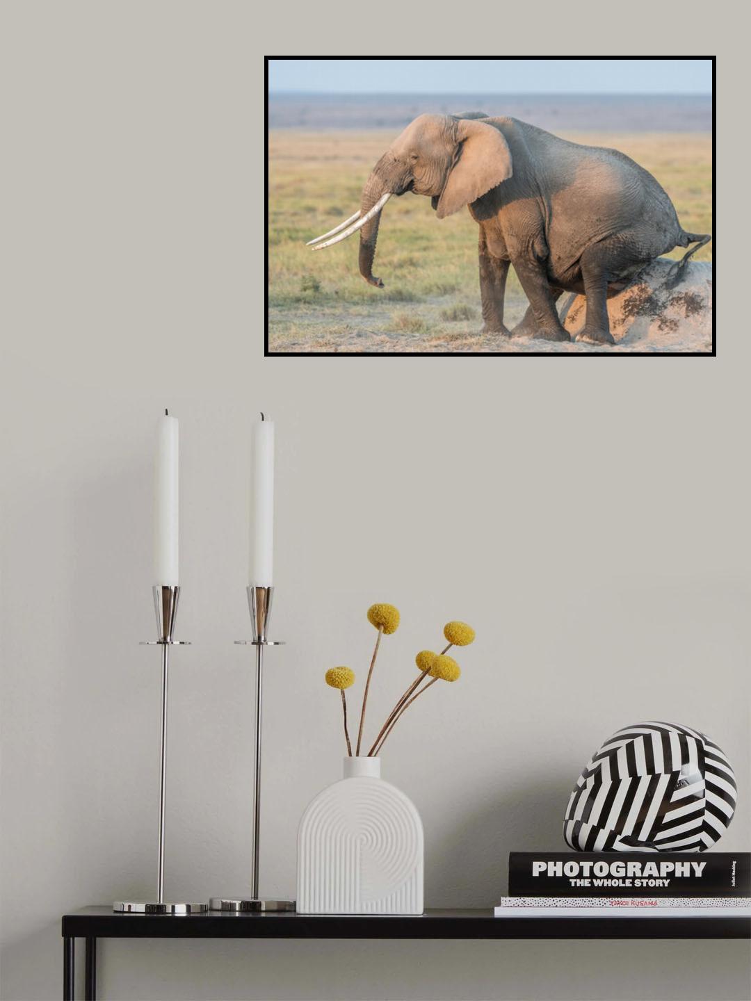 Butt scratching - simple divine Poster och Canvastavla
