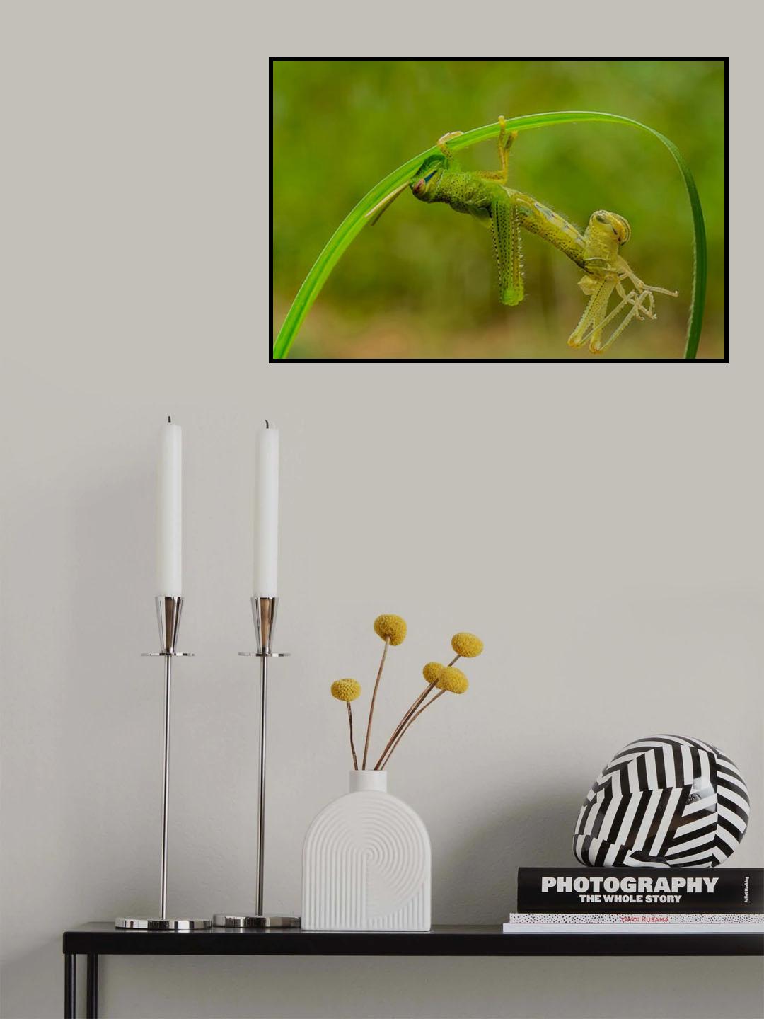 Locust molting Poster och Canvastavla