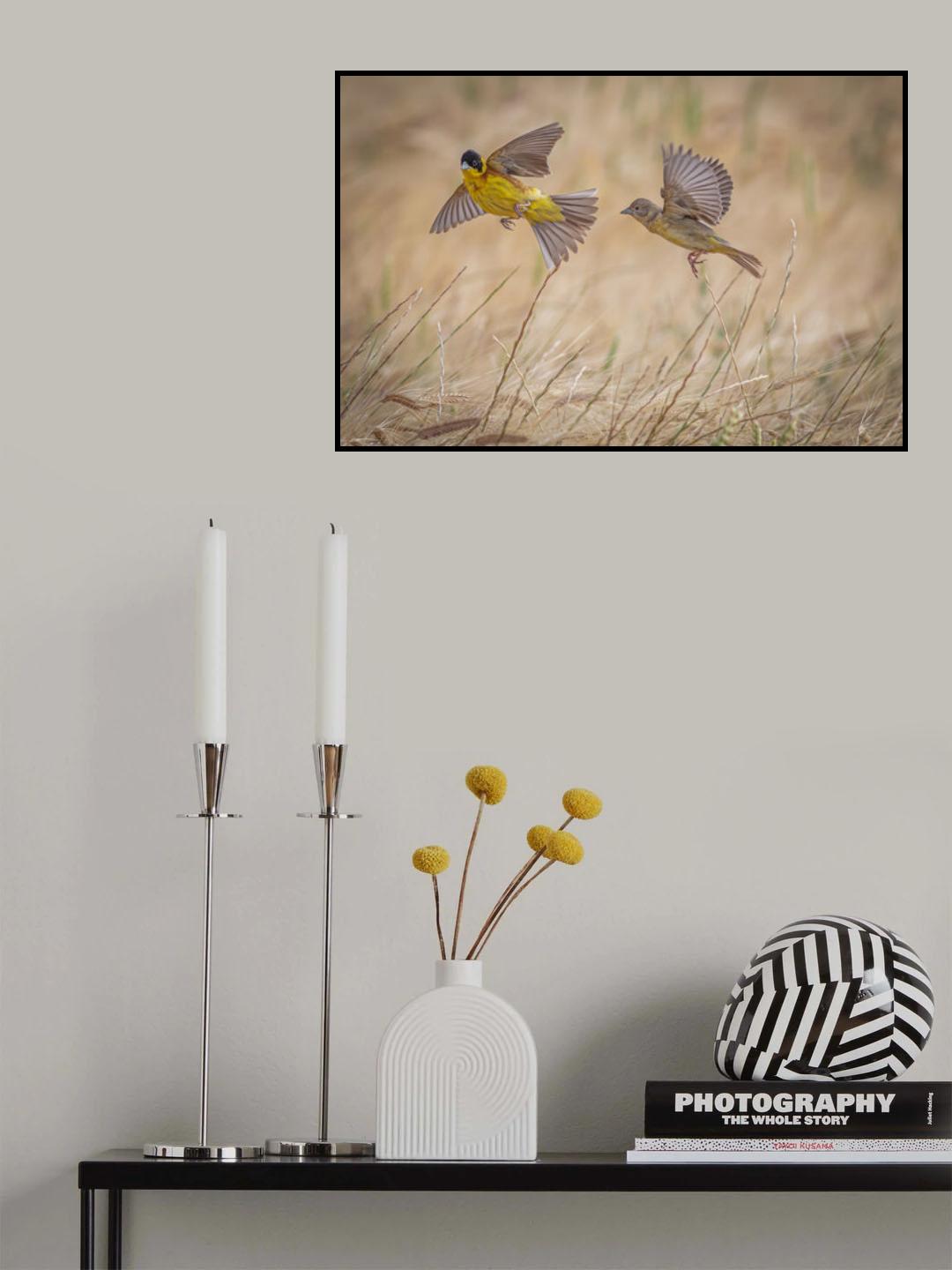 Black-headed buntings Poster och Canvastavla