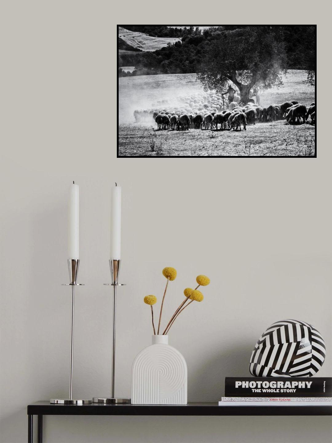 Il pastore Poster och Canvastavla