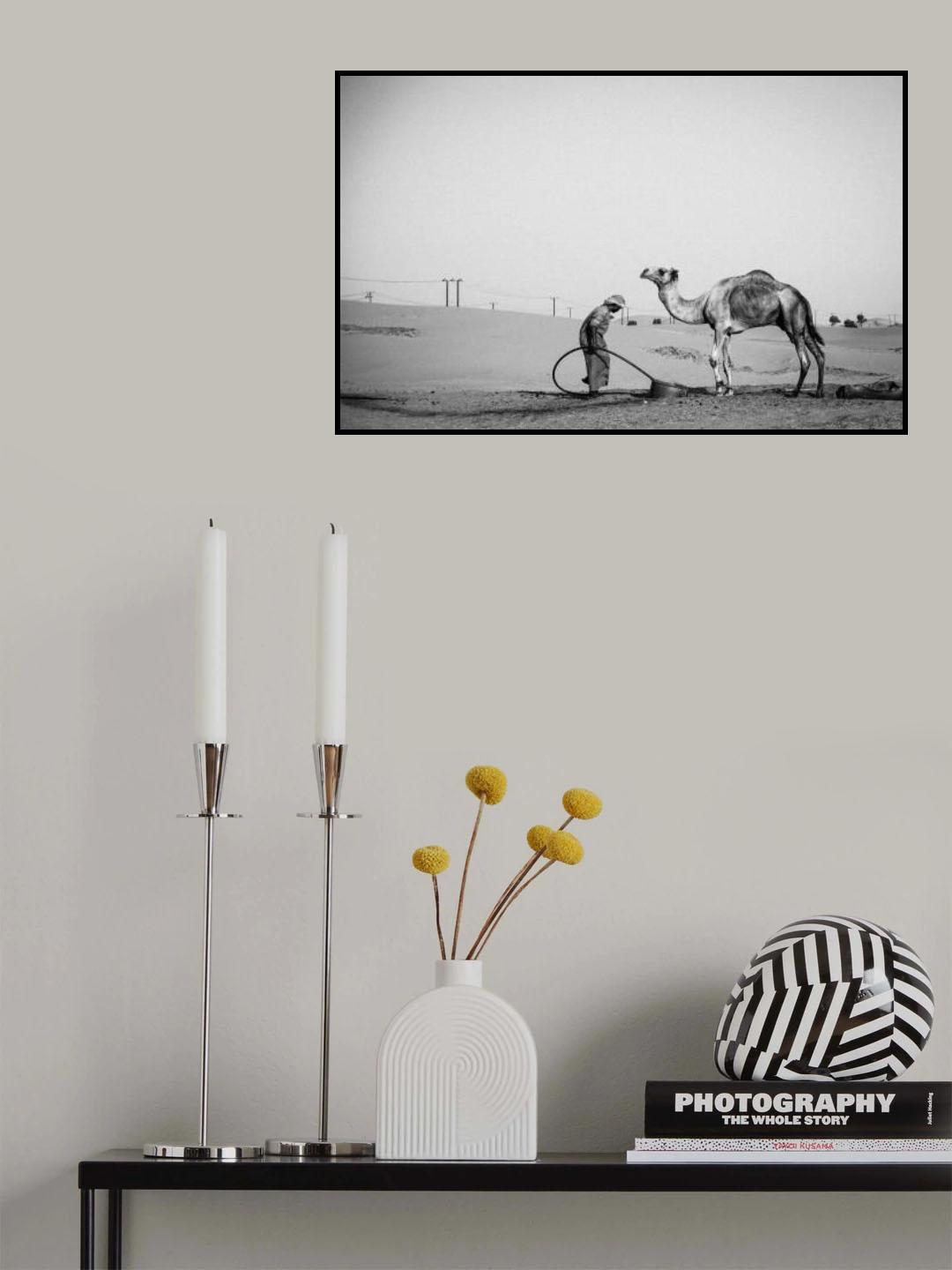 Camel Herder - I Poster och Canvastavla