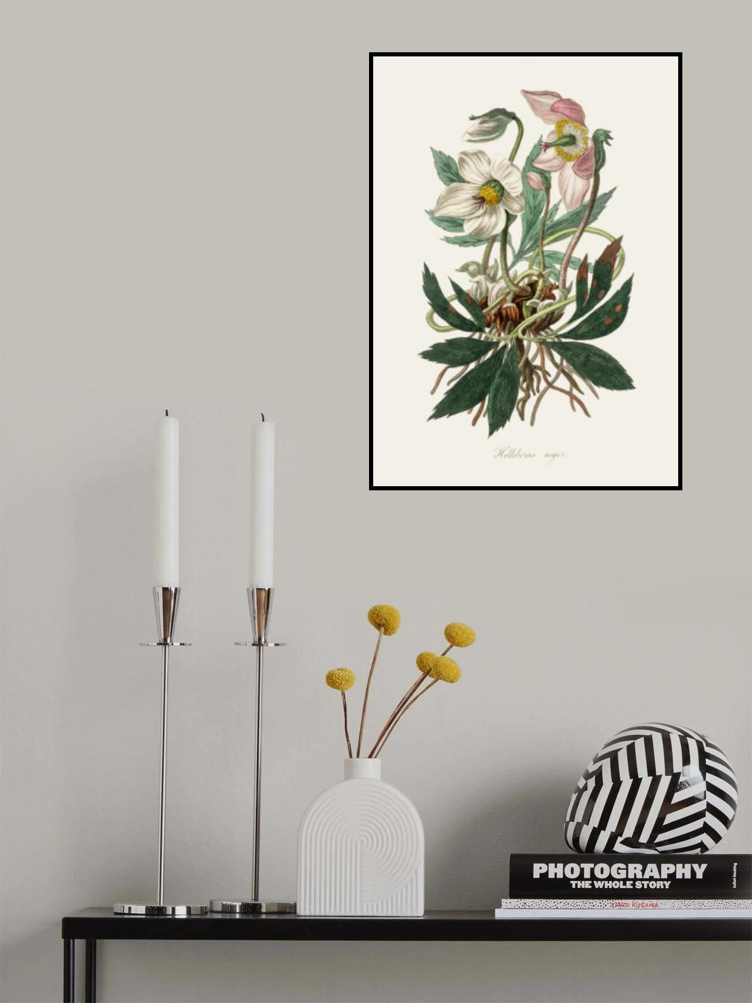 Christmas Rose (helleborus Niger) Medical Botany Poster och Canvastavla