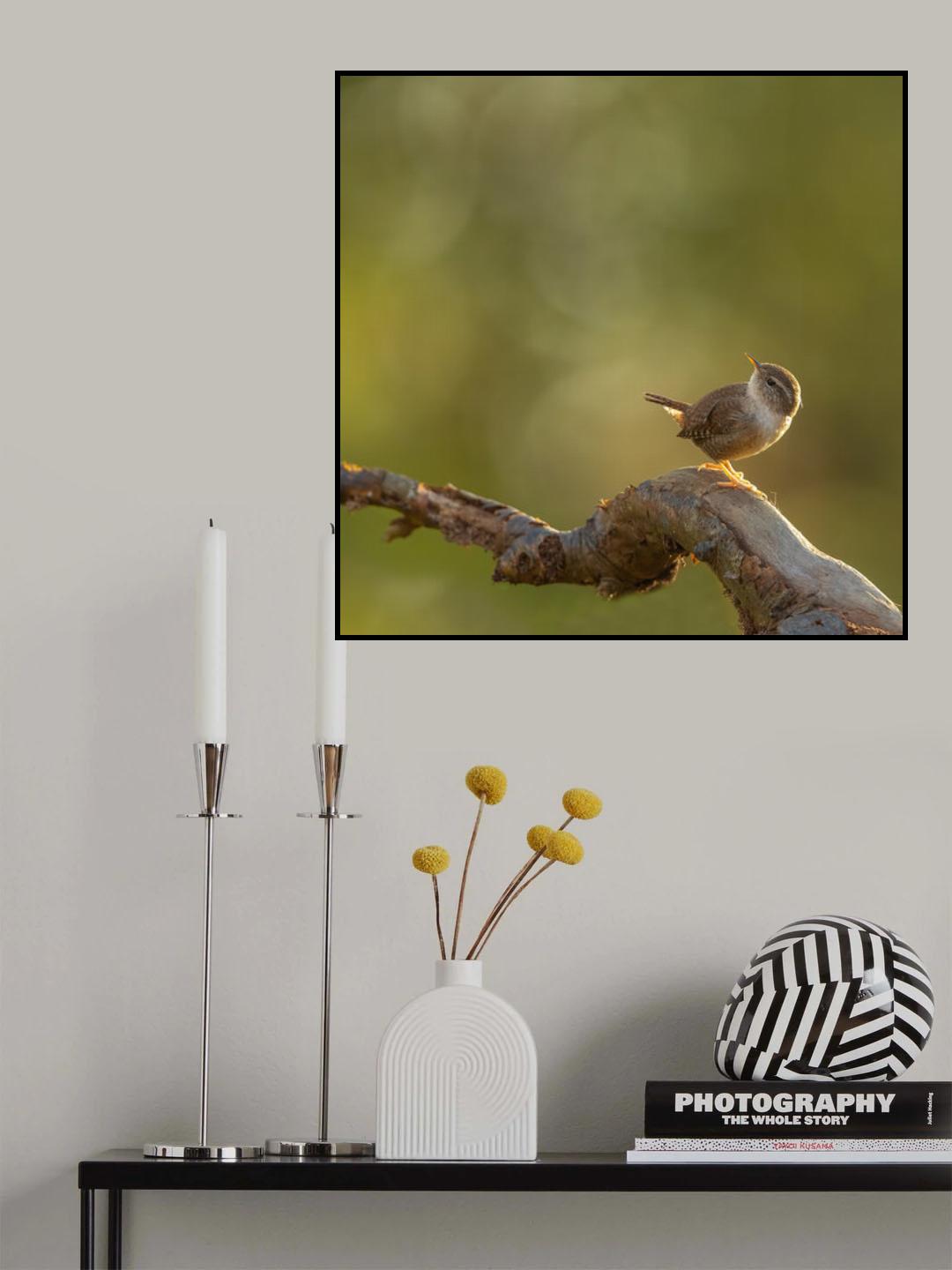 wren in the light Poster och Canvastavla