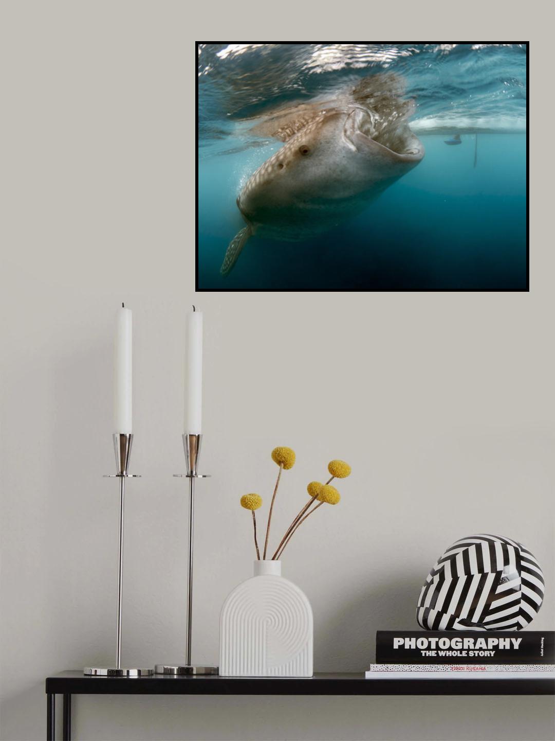 Whale Shark Poster och Canvastavla