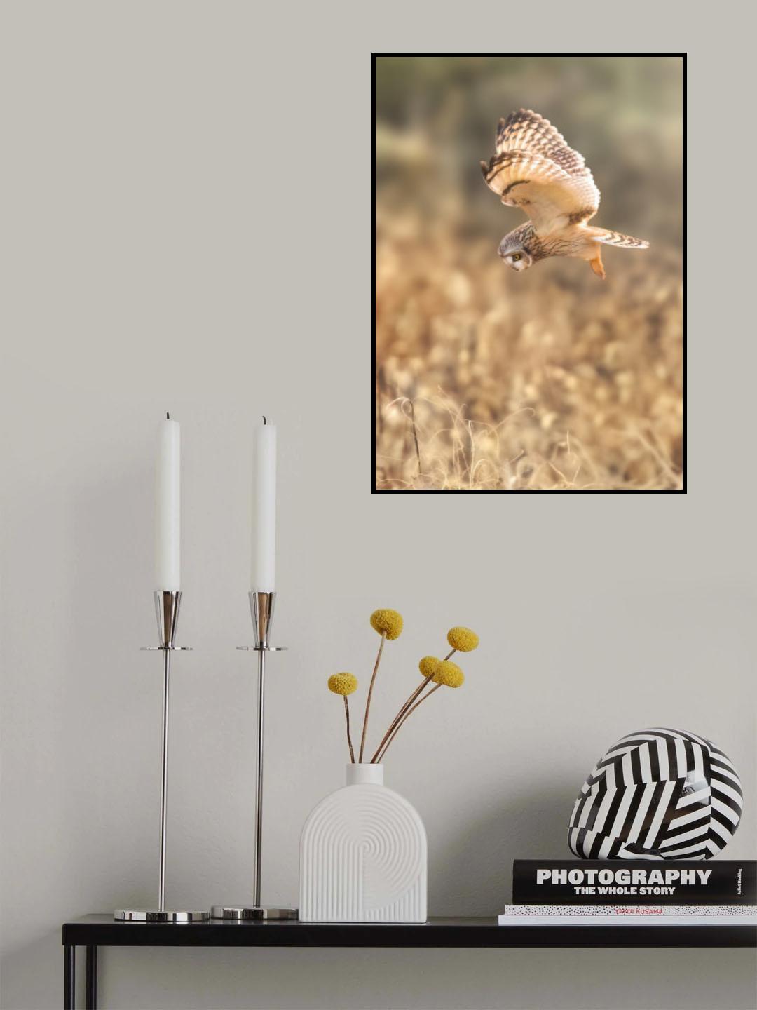 Short eared Owl Poster och Canvastavla