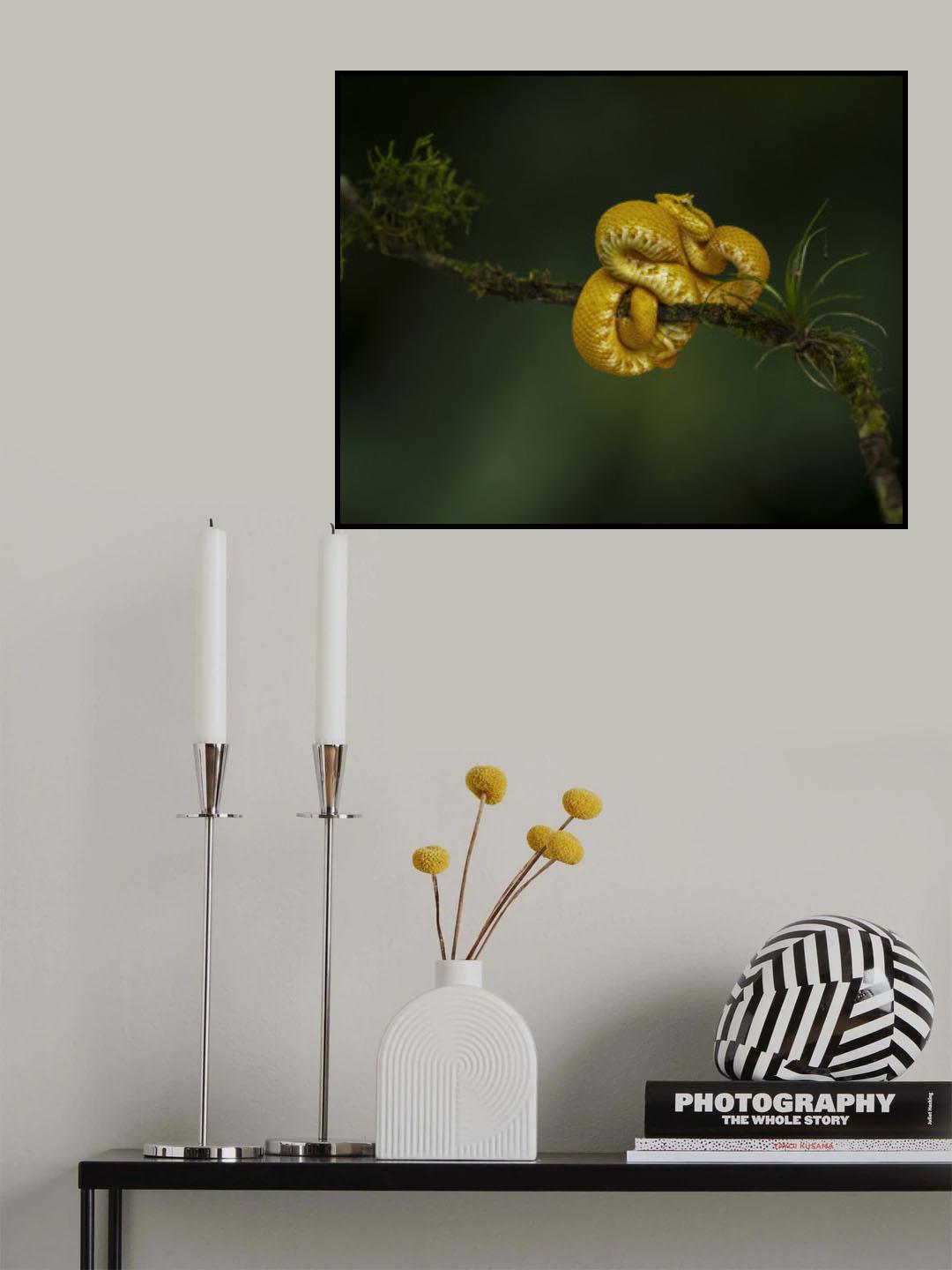 The Eyelash Viper Poster och Canvastavla