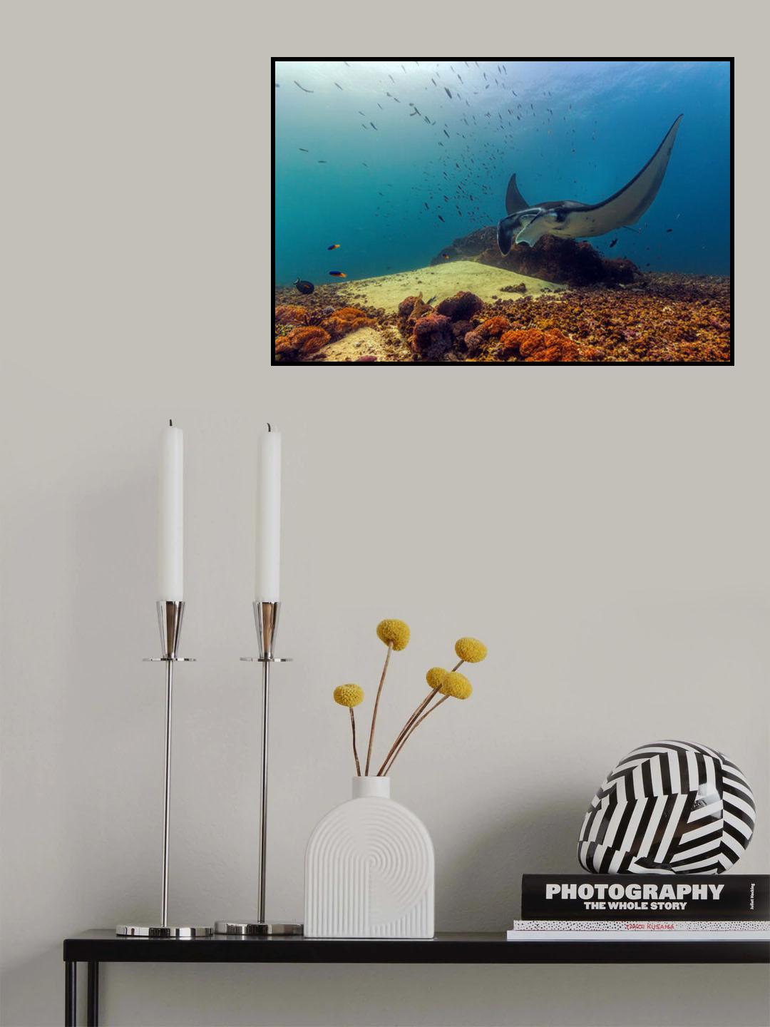 Manta Ray Poster och Canvastavla