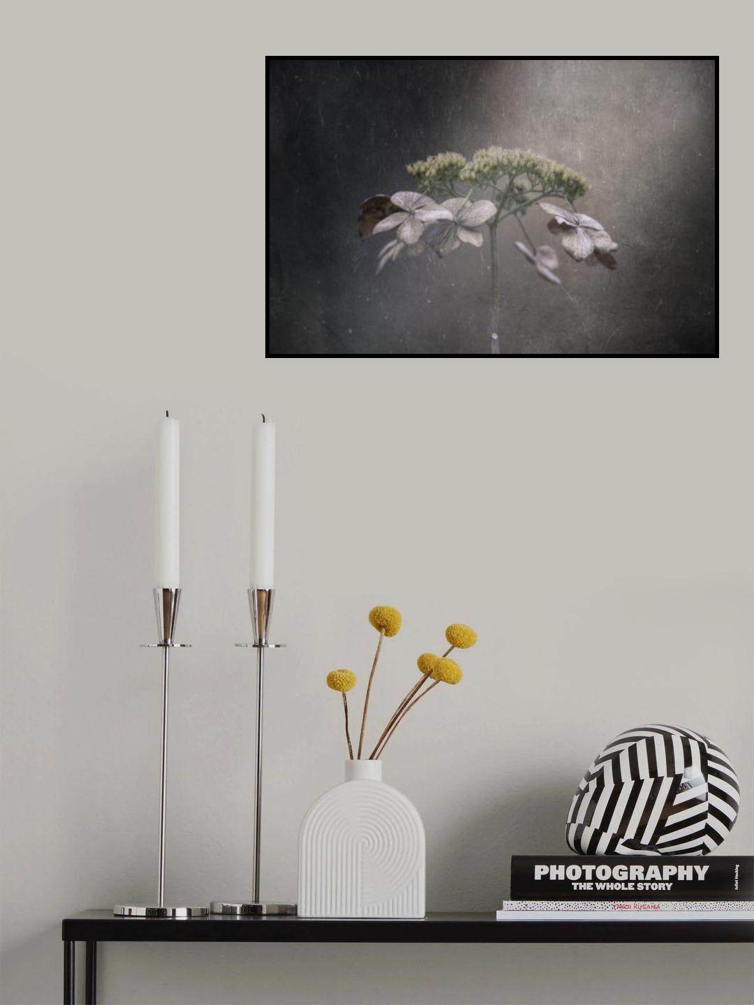 Withered hydrangea Poster och Canvastavla