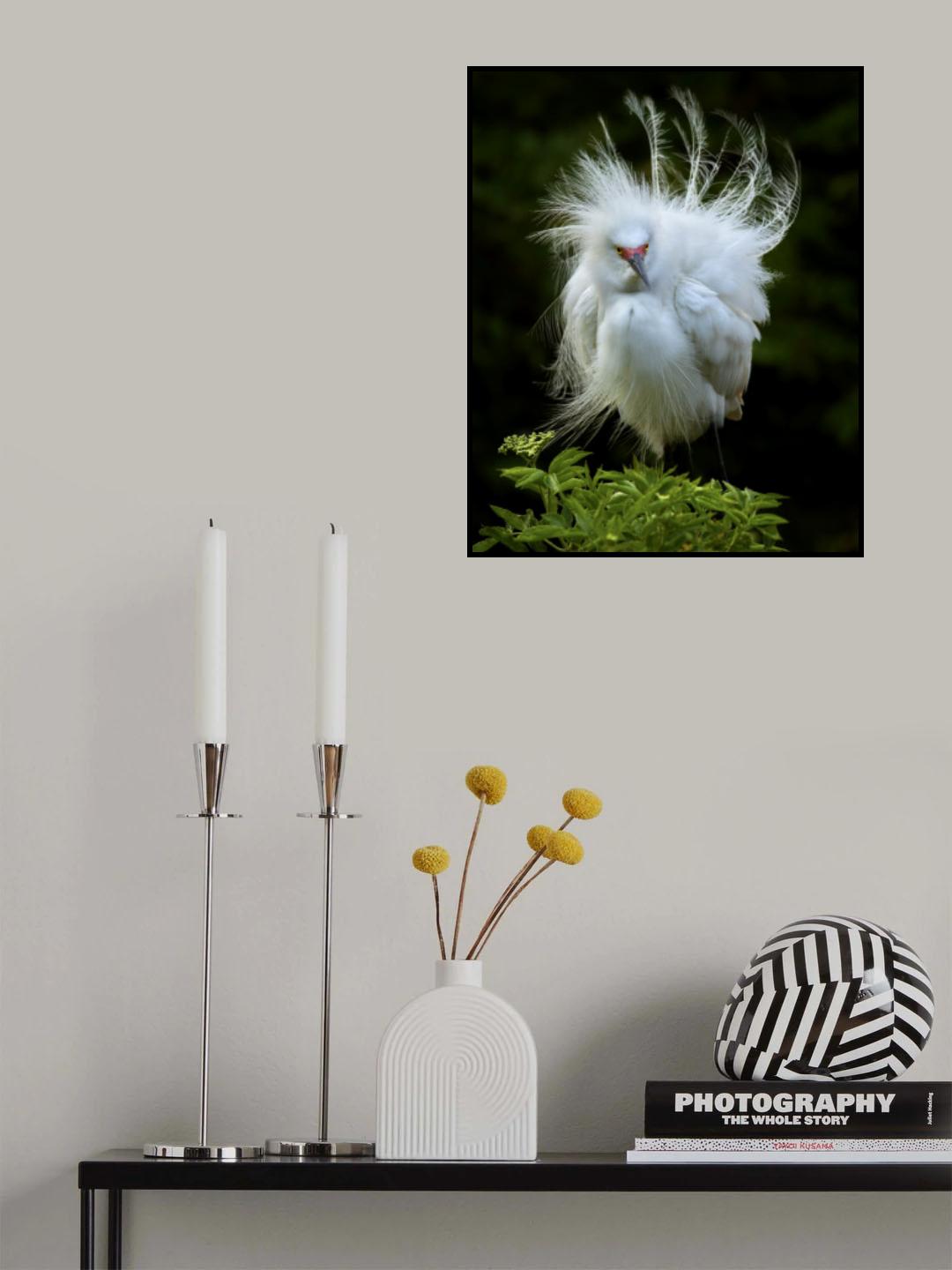 Snowy Egret Poster och Canvastavla