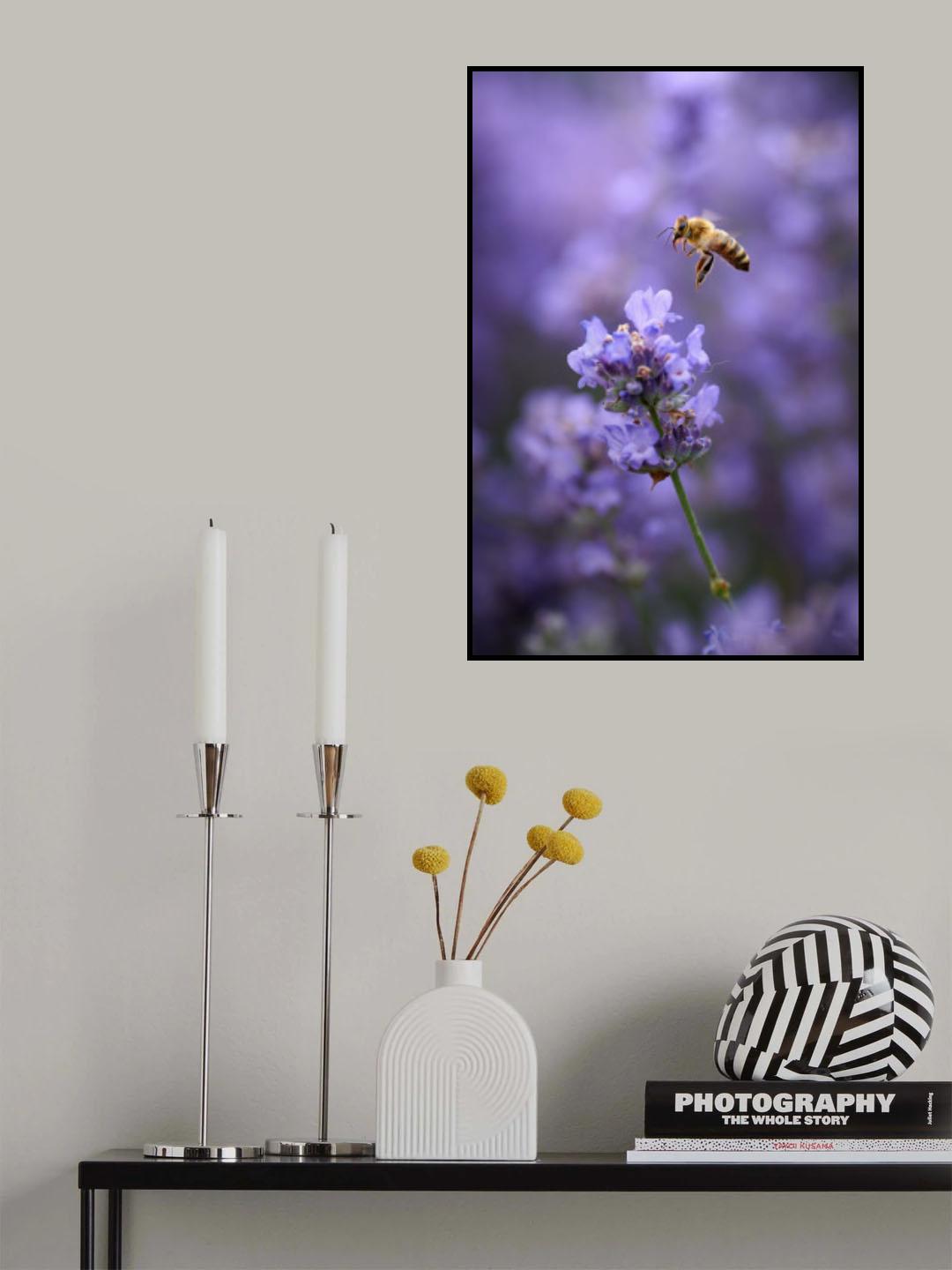 Lavender flight... Poster och Canvastavla