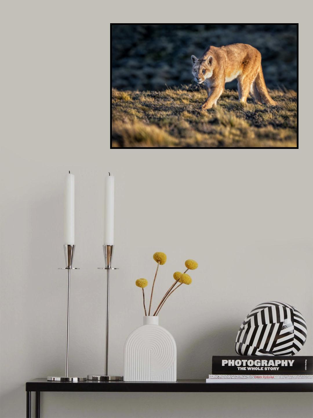Guanacos for lunch? Poster och Canvastavla