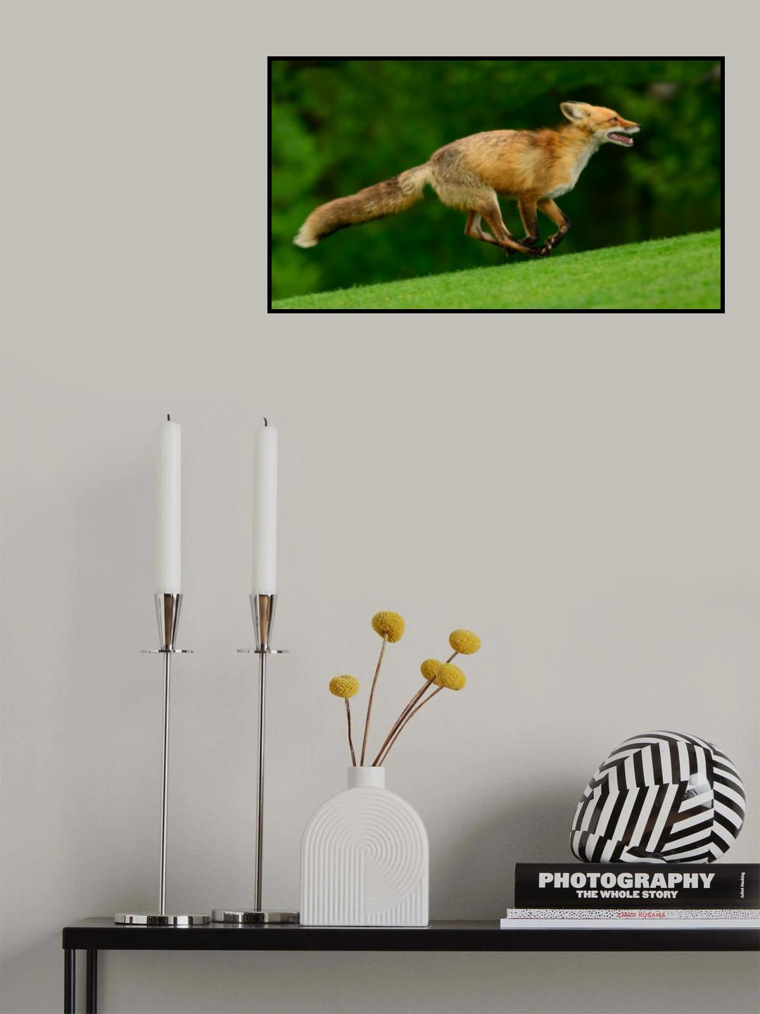 fox run Poster och Canvastavla