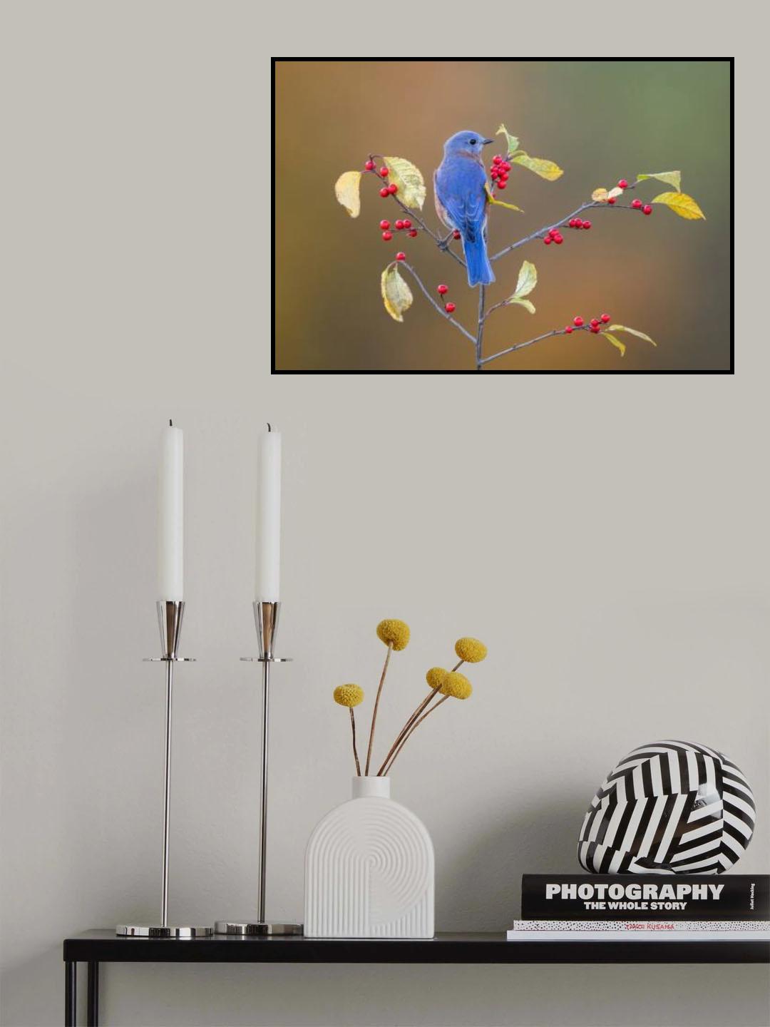 Eastern Bluebird Poster och Canvastavla