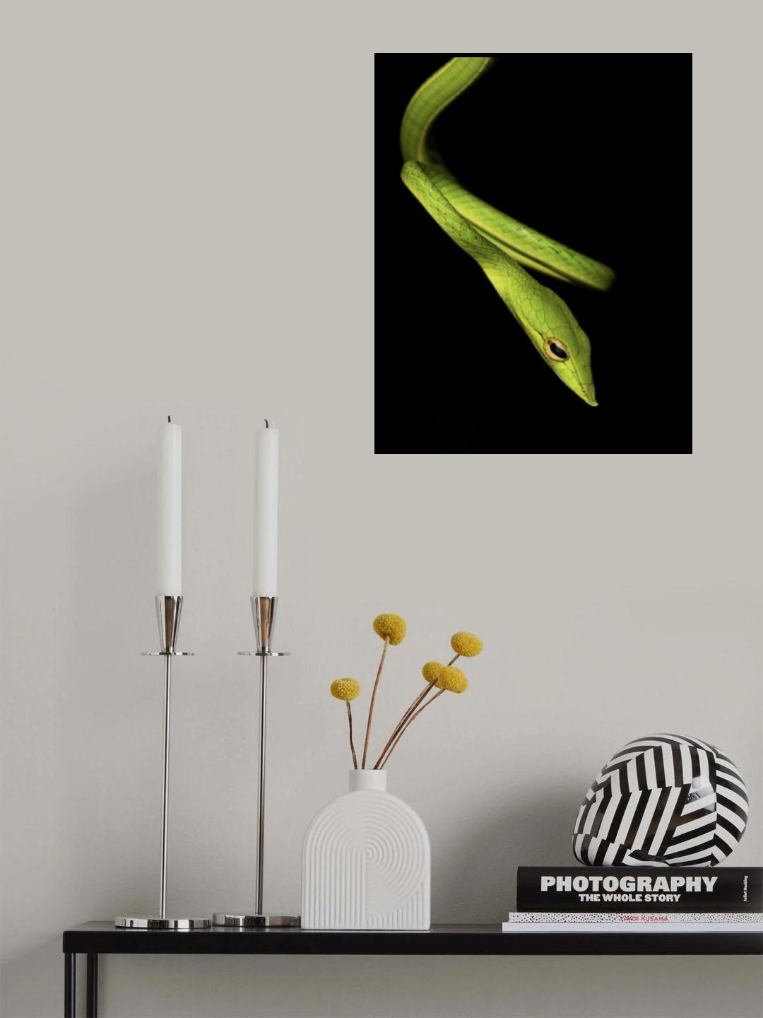 The Vine !!! Poster och Canvastavla