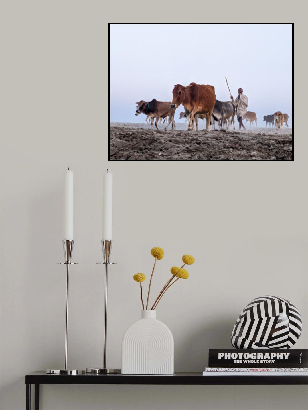 Home is where the Herd is Poster och Canvastavla
