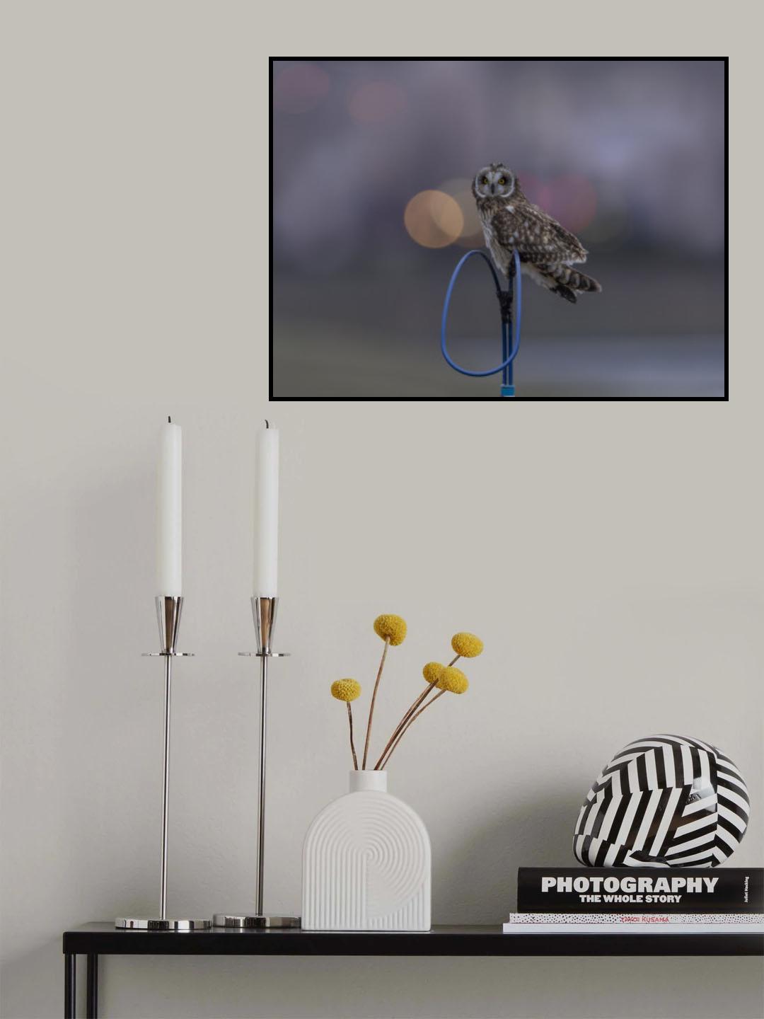 Short-eared owl in dusk Poster och Canvastavla