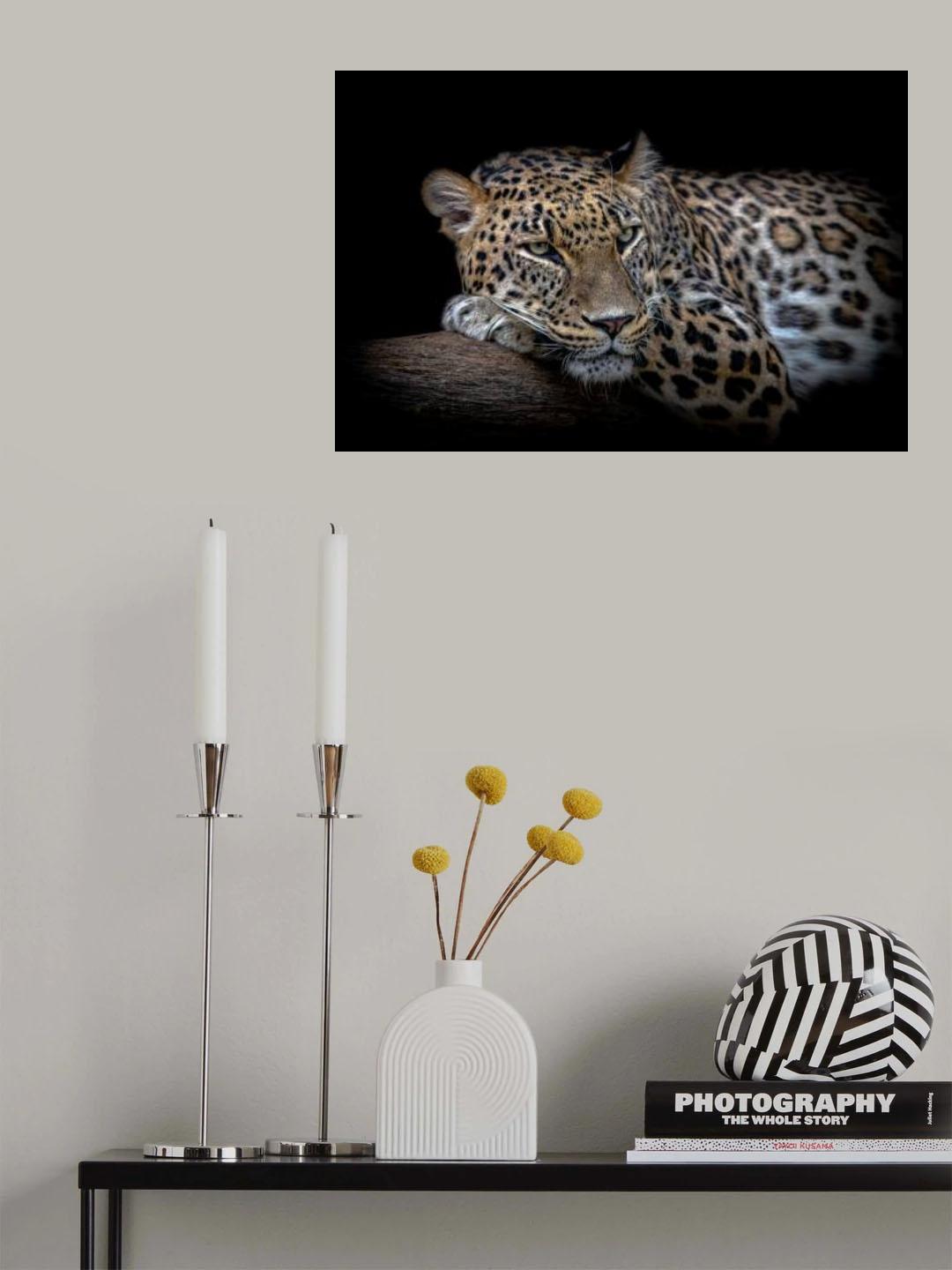Leopard resting Poster och Canvastavla