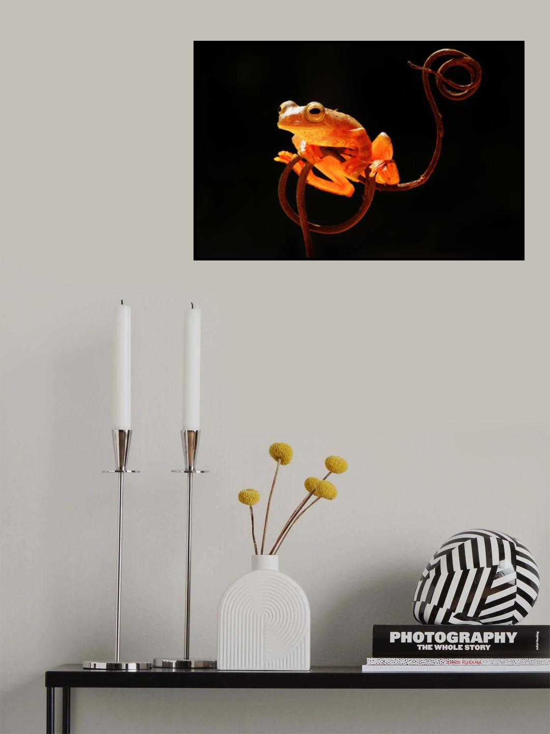 Tree Frog Poster och Canvastavla