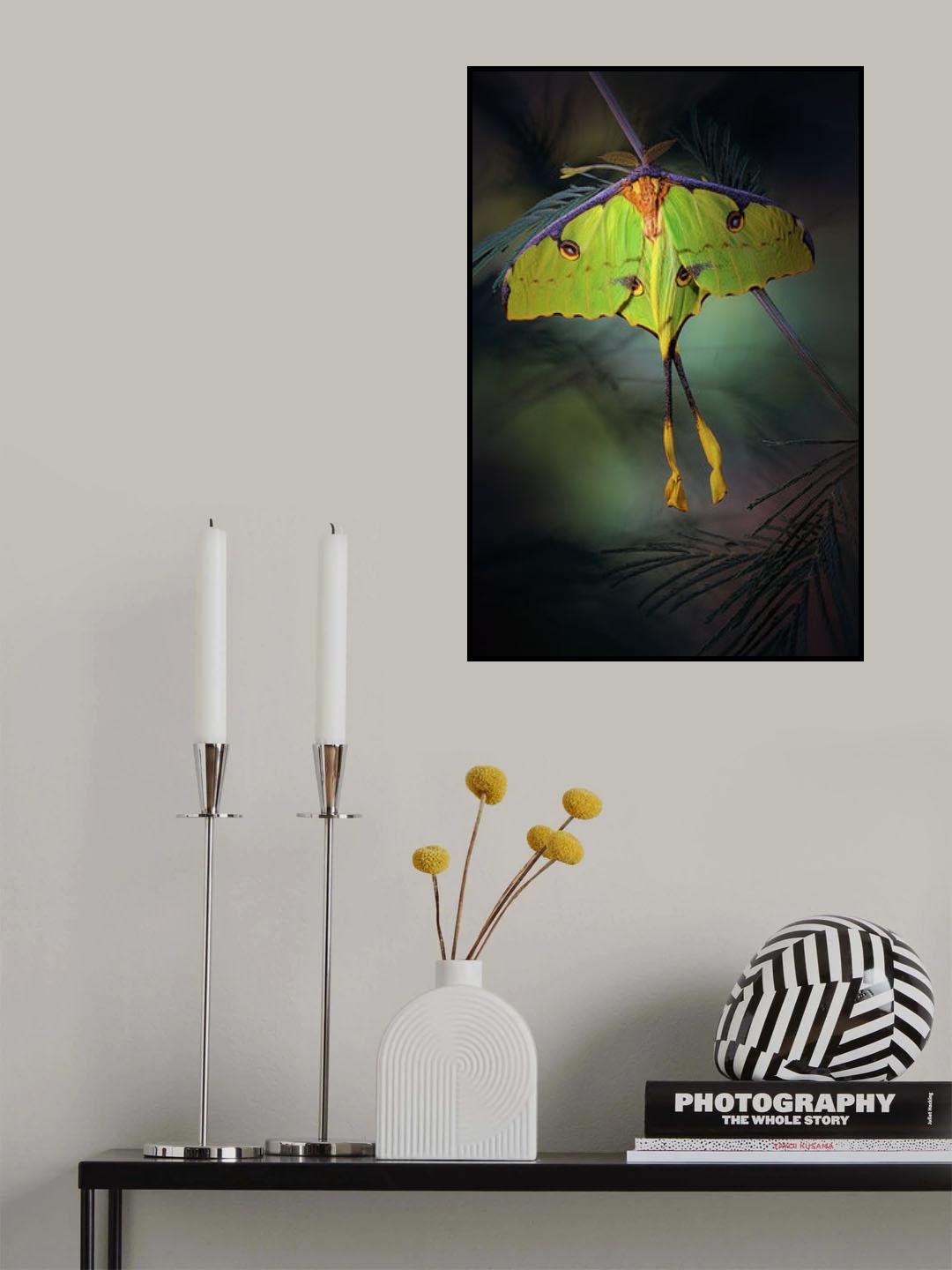 Moon Moth Poster och Canvastavla