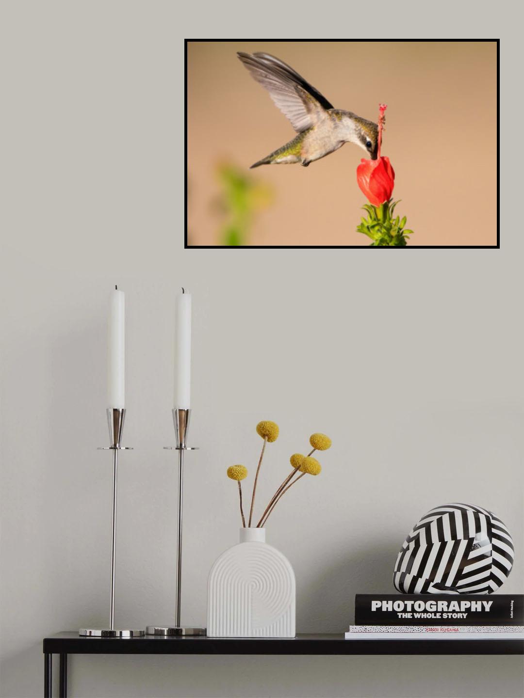 Hummingbird and Flower Poster och Canvastavla