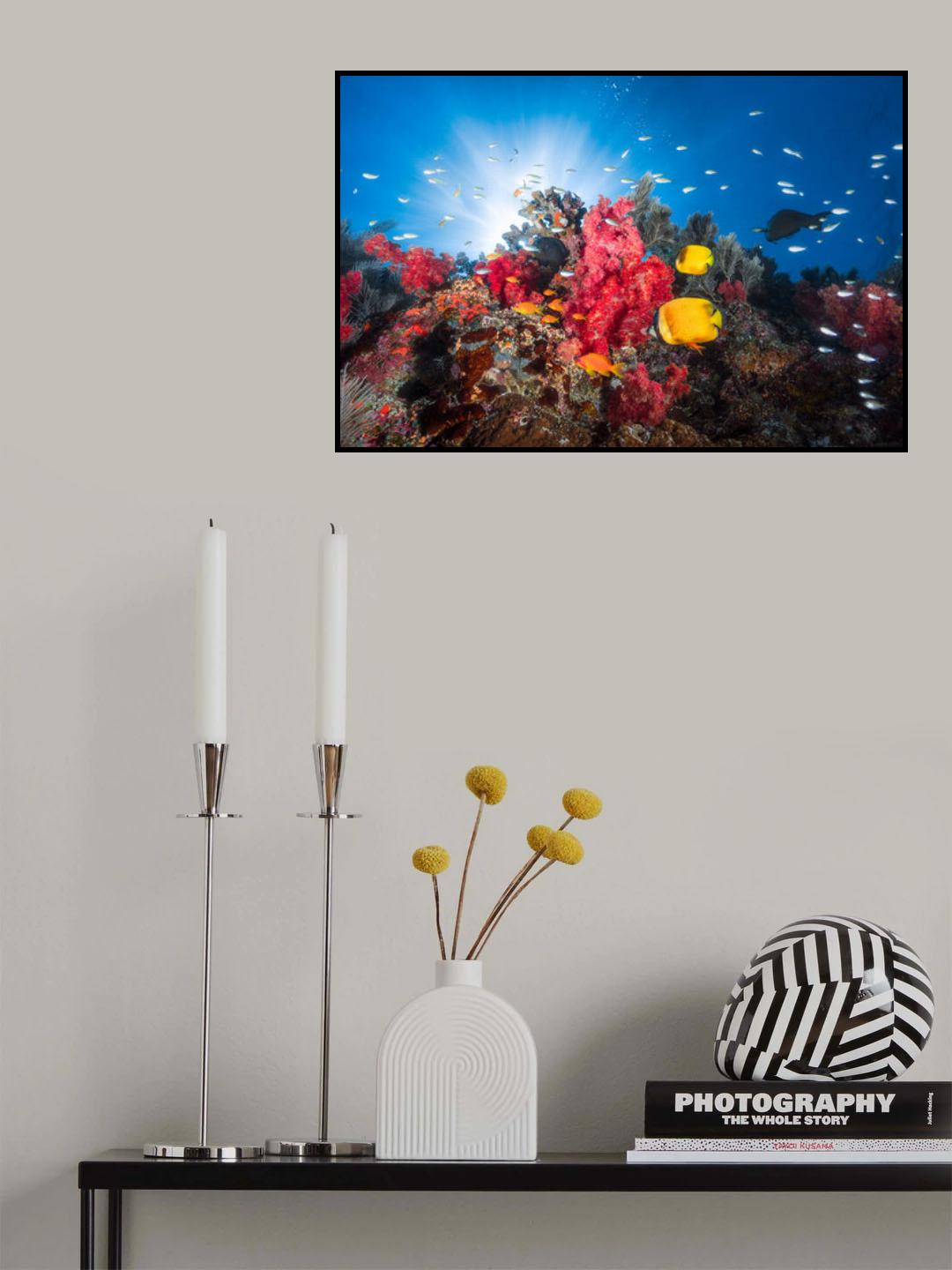 Reef life Poster och Canvastavla