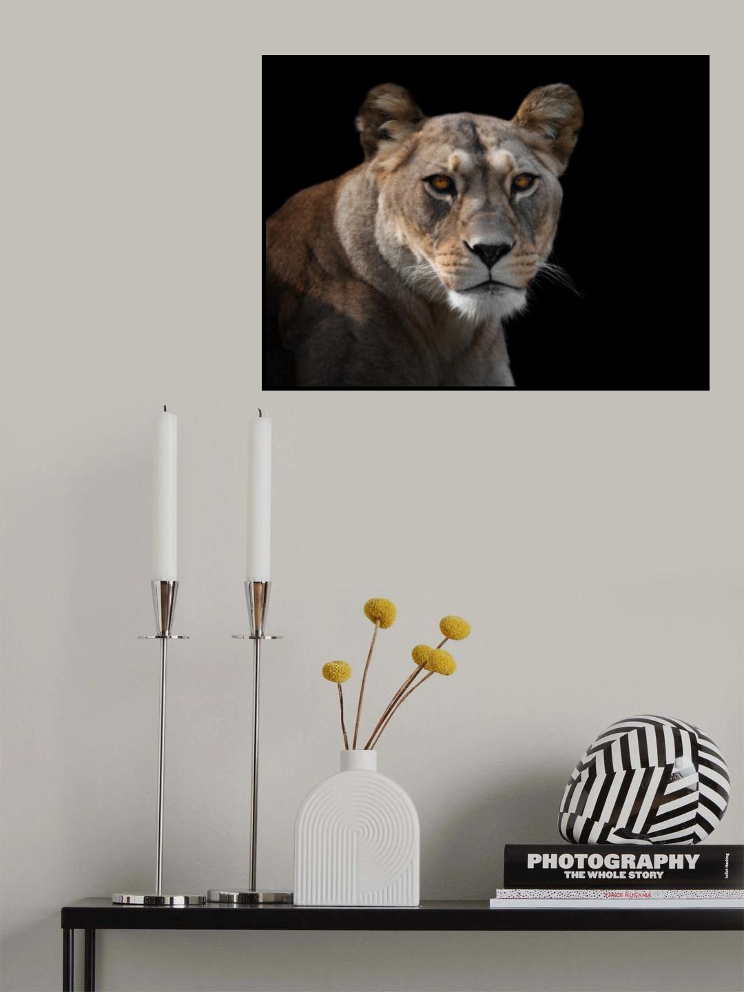 Lioness Portrait Poster och Canvastavla