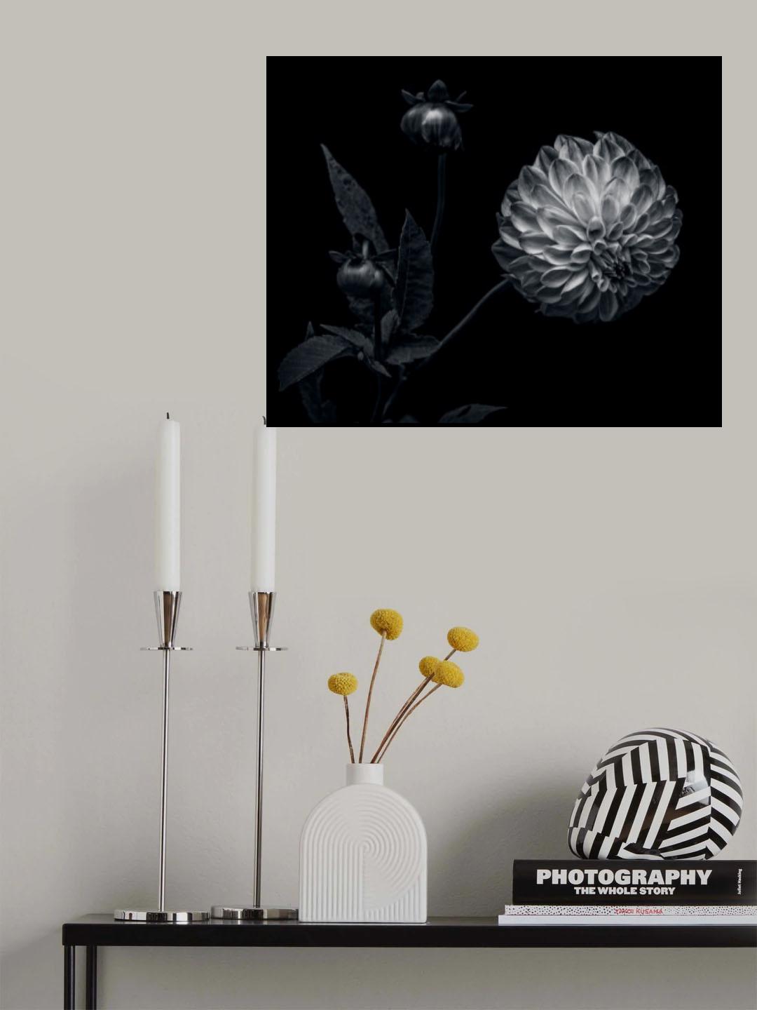 Dahlia Poster och Canvastavla