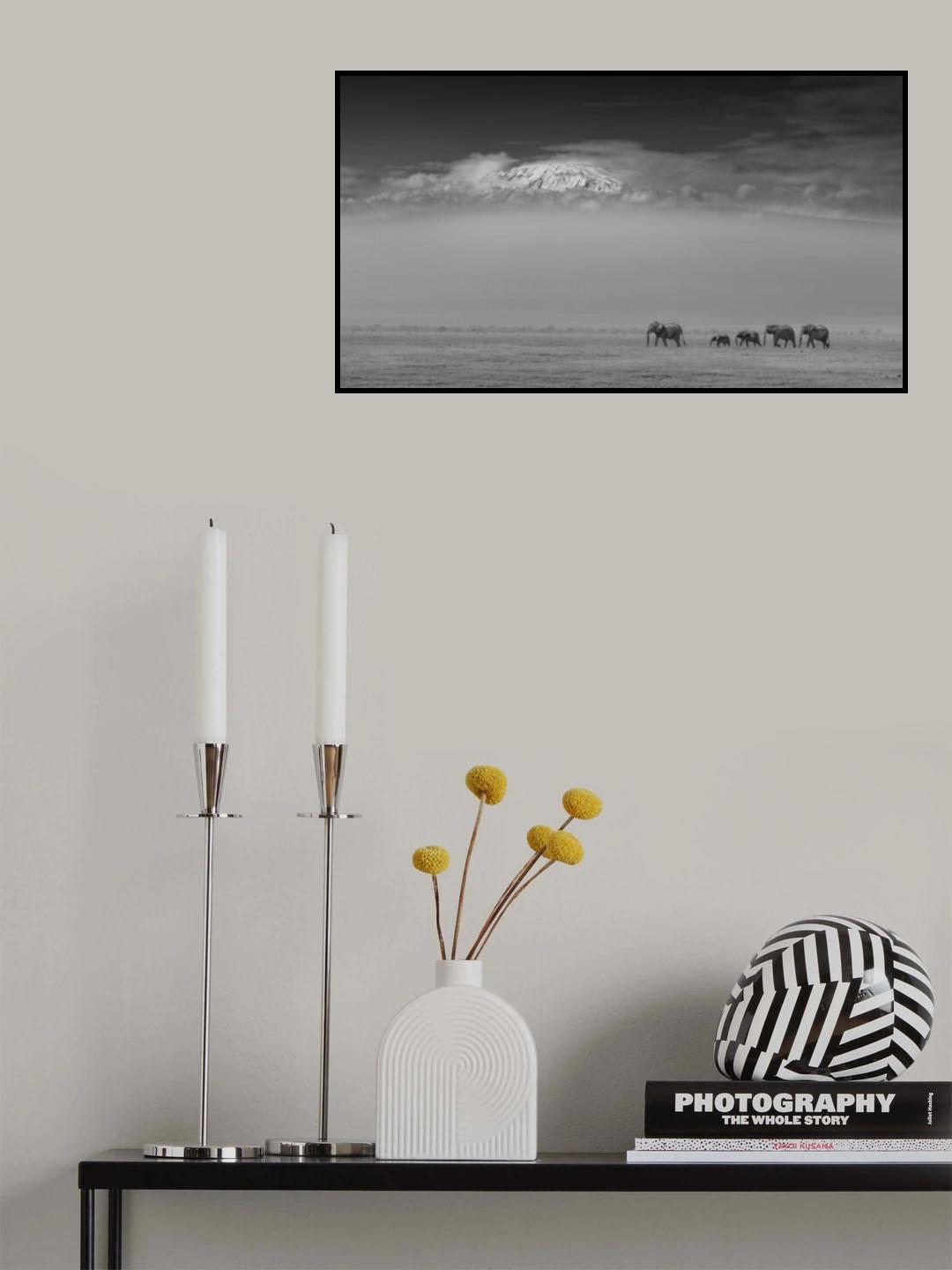 Elephant family under Mount Kilimanjaro Poster och Canvastavla