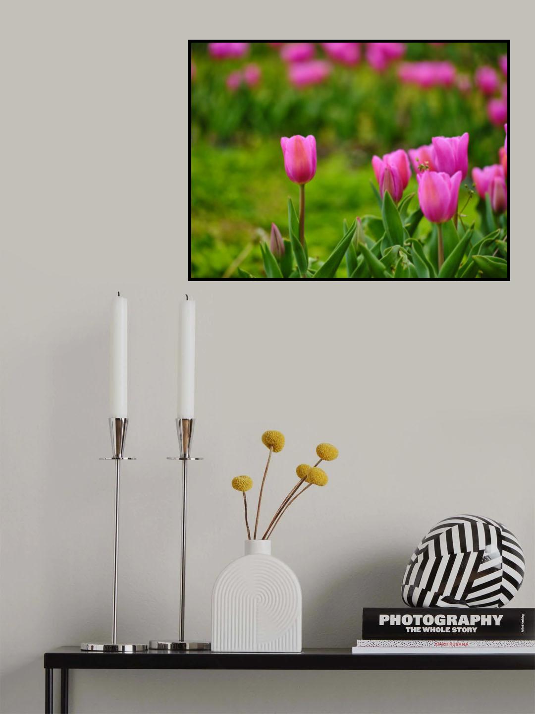 Pink Tulips Poster och Canvastavla